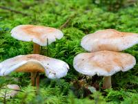 Vierergruppe größerer flacher Pilze